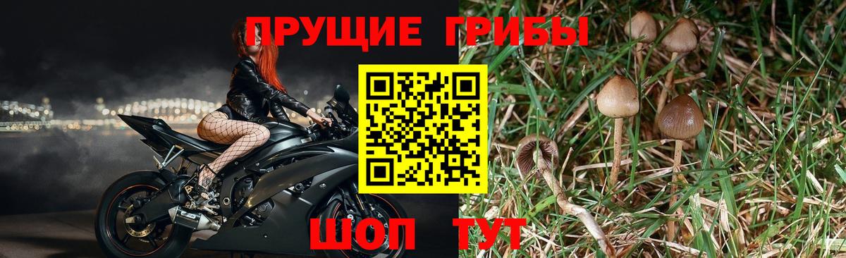 Галлюциногенные грибы прущие грибы Карачаевск